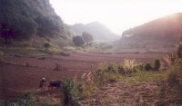 Agriculture on Cat Ba