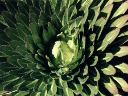 Kjempelobelia