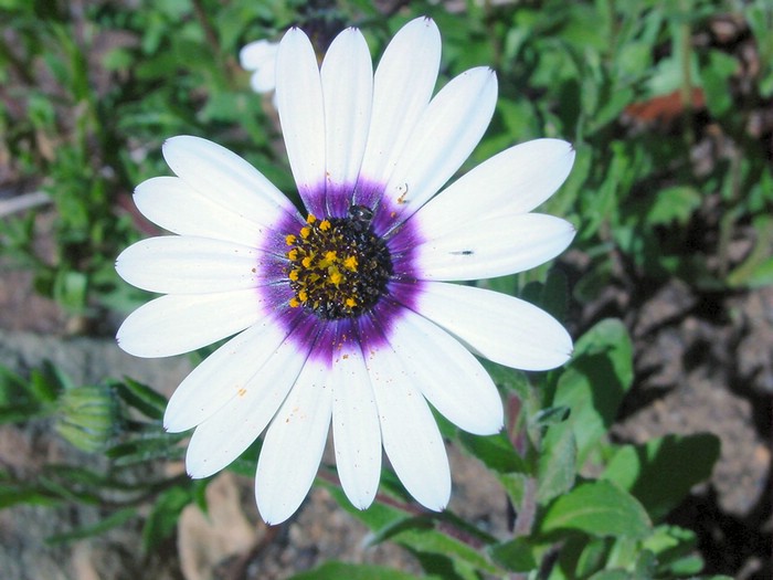 03998CapeTownKirstenboschTV2Blomsten.jpg