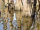 DSC06557CaddoLakeFinDetaljIVannet.JPG