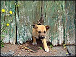 DSC00468CaboucoUngVakthund.JPG