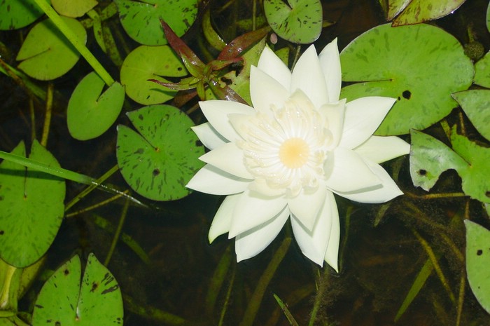 DSC02153Pantanal2LadyOfTheNight.JPG