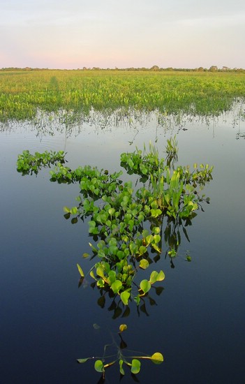 DSC02219Pantanal2StillestGrunn.JPG