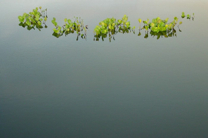 DSC02220Pantanal2FineFargeoverganger.JPG