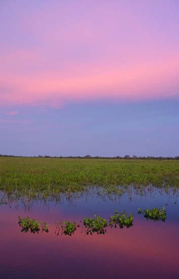 DSC02231Pantanal2PentIPantanal.JPG