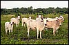DSC02106Pantanal1SjuKuer.JPG