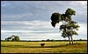DSC02164Pantanal2GodPlassTilBuskapen.JPG