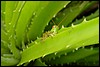 DSC02503SantaCatarinaSuperkulGresshoppe.JPG