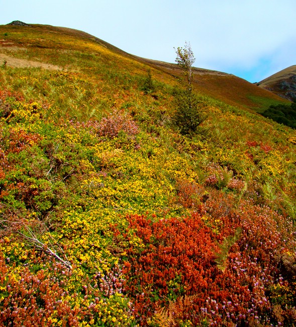 DSC09901RoncesvallesFargerPaaFjellet.JPG