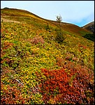 DSC09901RoncesvallesFargerPaaFjellet.JPG