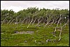 DSC00709StabbursnesBjoerkeskogIMotgang.JPG