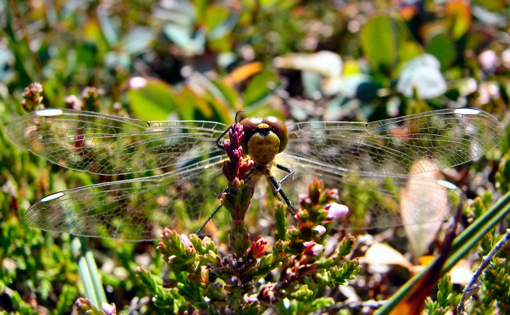 DSC07134MofjelletOtterTreTo.JPG