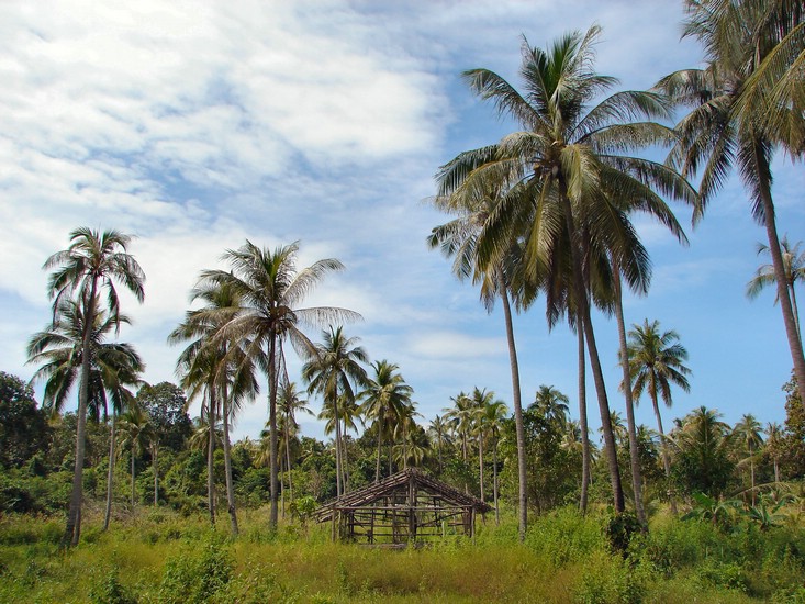 DSC02586SihanoukvilleKokosnoetteland.JPG