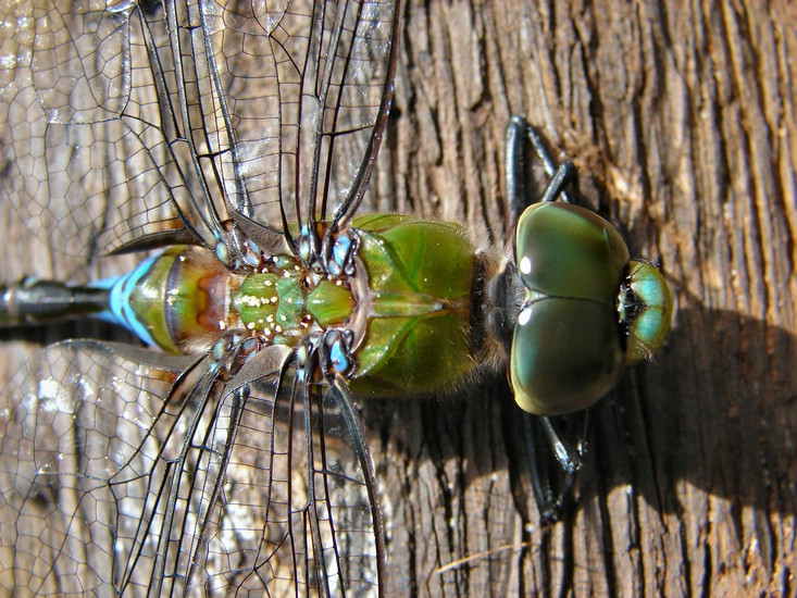 DSC02674ReamNationalParkRestingDragonfly.JPG