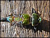 DSC02674ReamNationalParkRestingDragonfly.JPG