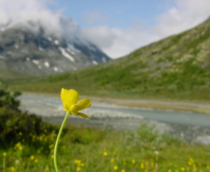 DSC00423JotunheimenFjellsommer.JPG