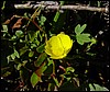 DSC00460JotunheimenGult.JPG