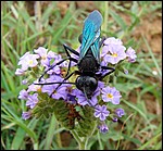 DSC09616AmfiSphexDiggerWasp.JPG