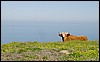 DSC01483PargoNysgjerrigku.JPG