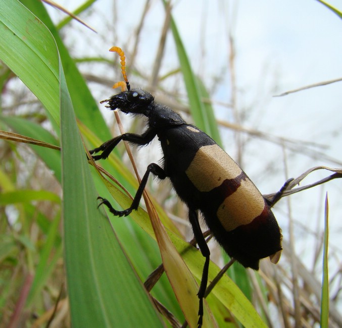 DSC10112HlaneSvaerBug.JPG