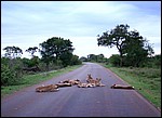 DSC11549KrugerLoeverPaaVeien.JPG