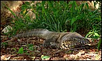 DSC11716KrugerChillingLizard.JPG