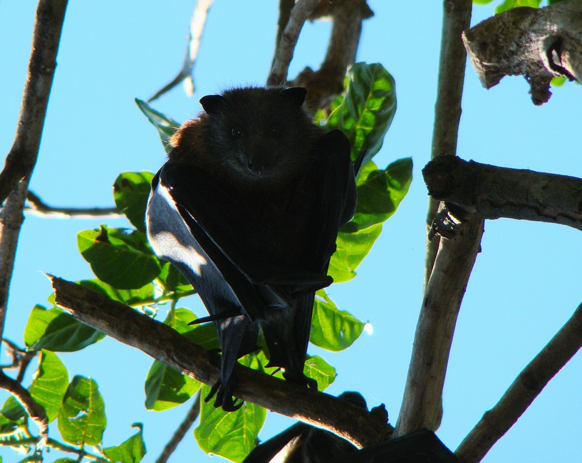 DSC08827SydneyBotaniskHageFlaggers.JPG