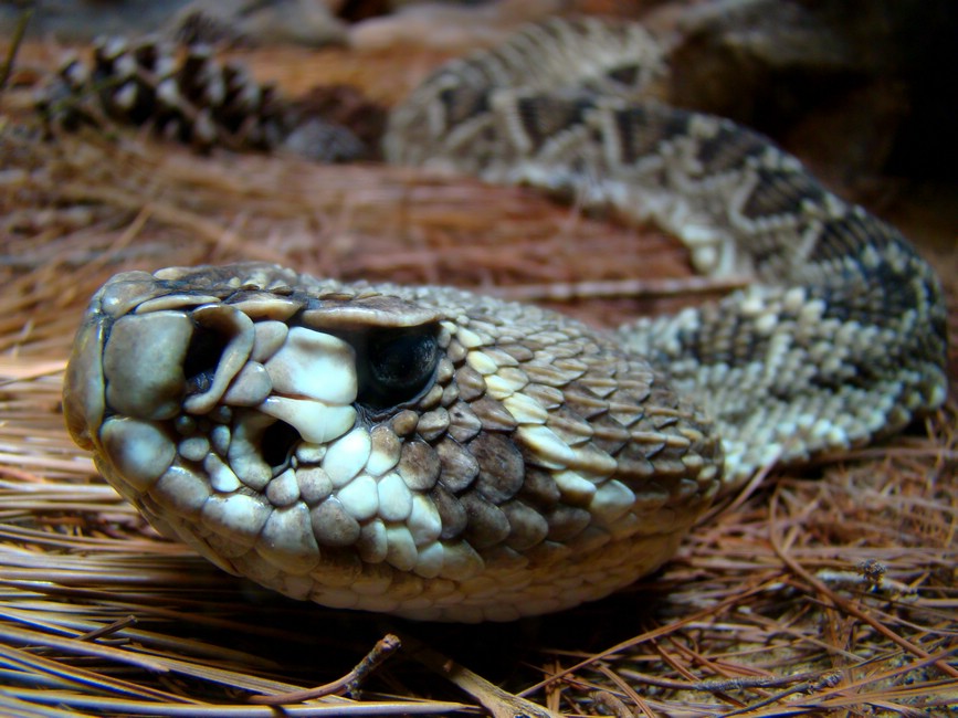 DSC09062SydneyPortraitOfARattlesnake.JPG