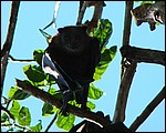 DSC08827SydneyBotaniskHageFlaggers.JPG