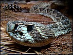 DSC09062SydneyPortraitOfARattlesnake.JPG