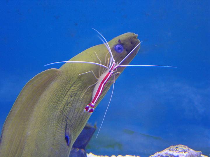 MorayShrimp.jpg