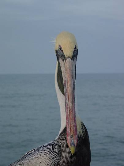 ScepticalPelican.jpg