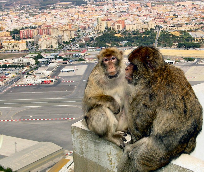 DSC01180GibraltarPlanespotters.JPG