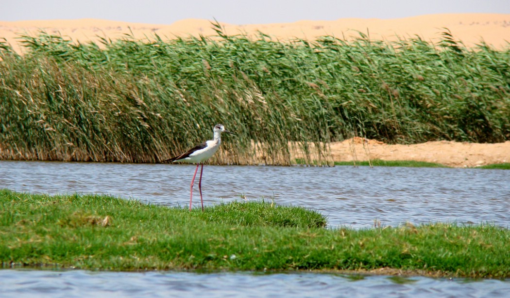 DSC05106LaayouneFuglKlarForFlo.JPG