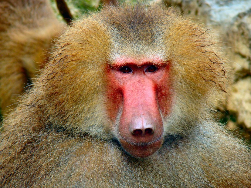 DSC02707SingaporeZooBaboon.JPG