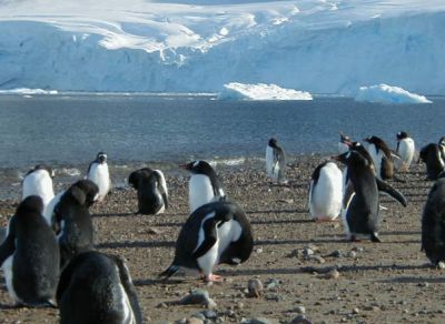 Life in
Antarctica