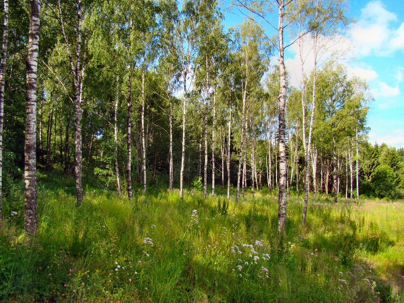 DSC00808MaridalenKoseskog.JPG