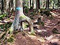 DSC00821NordmarkaIkkeHeltRedwood.JPG