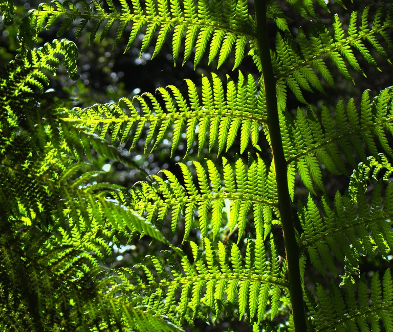 DSC08056FrogFlatsBraBregner.JPG