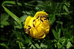 DSC01508RohkunBallblombeleiring.JPG