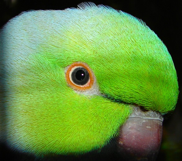 DSC08142AbukoSinnagoeye.JPG