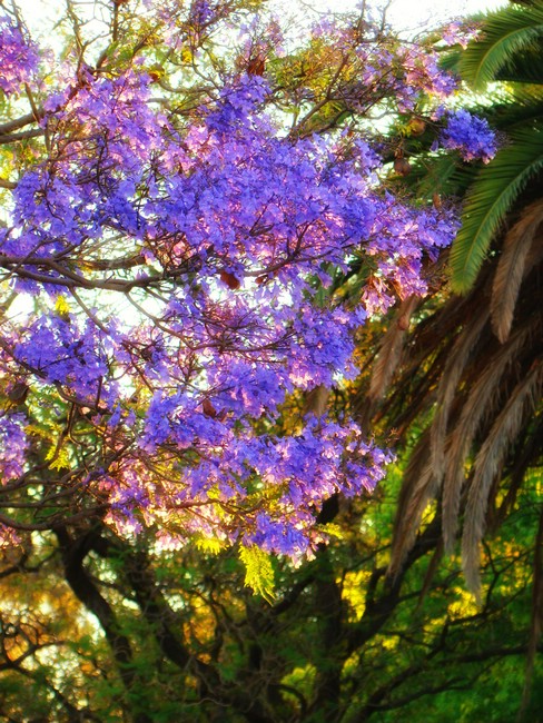 DSC02989PerthJacarandagrein.JPG