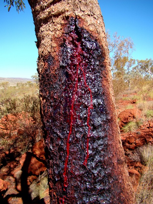 DSC04836KarijiniStigmatatree.JPG