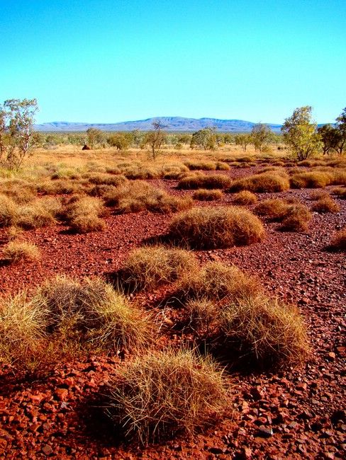 DSC04852KarijiniSpinifexgress.JPG