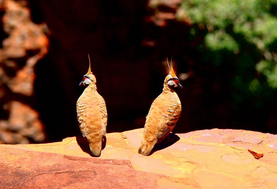 DSC04958KarijiniSpinifexCrestedPigeon.JPG