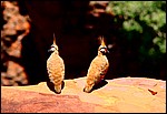 DSC04958KarijiniSpinifexCrestedPigeon.JPG