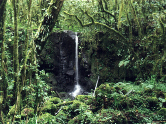 Ein liten foss.
