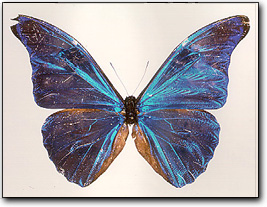 Morpho Sommerfugl